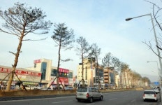 [춘천]춘천 소나무 숲의 도시로 바뀐다