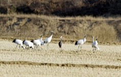 [新 강원기행](32) 철원군 동송읍 양지리 ‘철새마을’