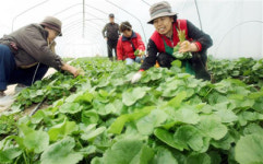 [포토뉴스]싱싱한 곰취가 나왔어요