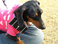 강아지가 말을 하네?!