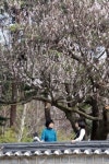 [포토뉴스]오죽헌 율곡매 만개
