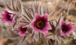 [주말 엔터]도.도.한 ... 동강할미꽃축제 3∼4일
