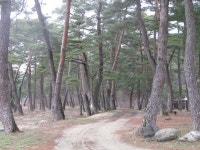 [아름다운 숲] (1)동해시 만우솔밭