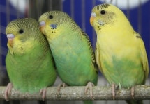 [포토]인형같은 애완동물