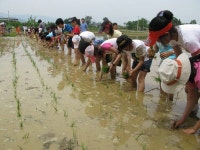 [포토뉴스] “모내기도 재밌네요∼”
