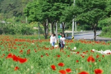 [영월]“올 주말 꽃양귀비 보러 오세요”