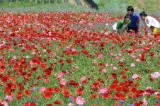 [원주]“꽃양귀비 보러 오세요”