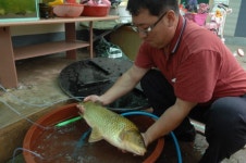 동강서 57㎝ `대물 토종 붕어 포획