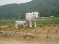 [횡성]“횡성 흰둥이 모녀 보셨나요”