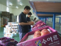 [포토뉴스] 농협춘천시지부, 신동농협 APC 일손 돕기