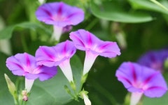 [포토]나발부는 나팔꽃