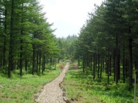 [아름다운 숲](9)대관령 특수조림지