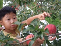 [포토뉴스]영월 사과따기 체험 인기