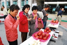 [포토뉴스]영월사과 품평회