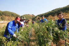 사회복지법인 애향원 임마누엘직업재활원 | [포토뉴스]애향파수관·시공보감사담당관실 농촌 봉사활동