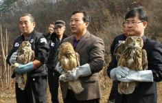 [포토뉴스]야생동물구조센터 수리부엉이 치료 방사