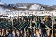 [포토뉴스] 한파 반가운 덕장