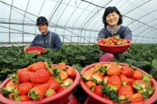 [강릉]눈 속에서 먹는 겨울딸기 맛 `일품