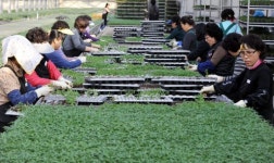 [포토뉴스]봄 `성큼 … 농사 준비 분주