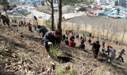 [포토뉴스] 평창 대화면사무소 나무 2,800그루 식재