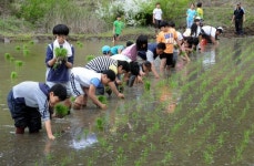 [포토뉴스]손모내기 체험