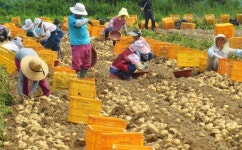 [포토뉴스]“청정 햇감자 나왔어요”