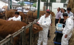 [홍천]국립축산과학원, 수라상마을서 한우기술 전수