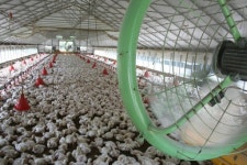 “아침부터 닭이 헉헉거리다 죽었다”