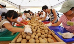 [포토뉴스]좋은 감자 골라야 할텐데...