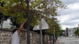 [원주]무실·단관택지 가로수 죽어간다