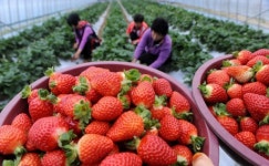 [강릉]딸기를 가을에 먹는다고?