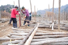 “용대리 황태 올해도 계속됩니다”