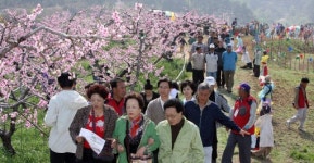 [도농상생프로젝트]강릉 복사꽃마을