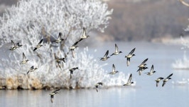 [포토뉴스]철새들의 비상