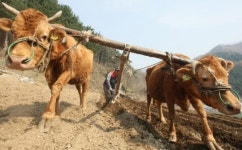 [포토]다시 들리는 워낭소리