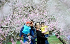 [포토]복사꽃 피는 마을