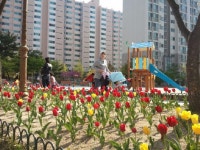 [강릉]솔올마을 튤립공원 사라질 위기