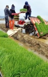 [포토뉴스]철원서 올해 첫 모내기