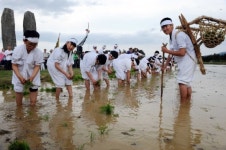 [포토]전통방식 모심기