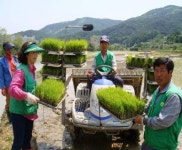 [포토뉴스] 흥업면 휴경지 이용 모내기 행사