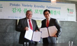 강원 토종 씨감자 `밸리감자 미국·유럽시장 진출