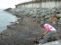 [속초]“해초 수십톤 밀려와 썩는 냄새 진동”
