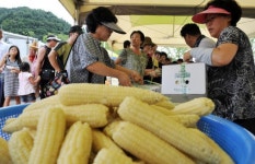 [홍천]온라인 판매·체험행사 확대 `대박