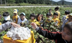 [포토]목화따기 신나요