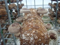 [양양]표고 톱밥재배 새 농가소득원 부상