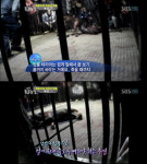동물농장 투견 실태 공개…“너무 끔찍해”