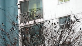 [춘천]수백마리 까치가 아파트를 찾은 까닭은?