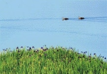 아름다운 춘천 호반 장학리의 사계