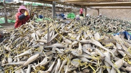 [포토뉴스]겨울이 만들어낸 별미 황태 출하