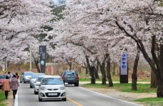 [속초]벚꽃길 걸으며 추억을 수놓아요